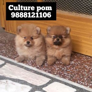 Culture pom puppy buy call 9888121106 punjab jalandhar nakodar phagwara kapurthala bhogpur adampur phillour goraya nurmahal jandiala