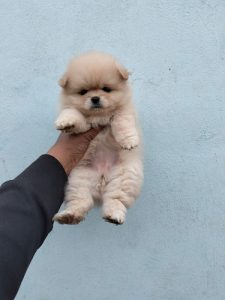 Culture Pom Pups For Sale
