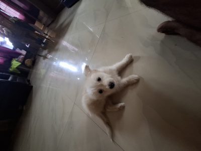 Culture Spitz 50 days old