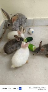 cute and adorable rabbits for sale