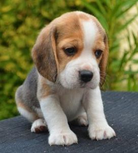 CUTE BEAGLE PUPPIES AVAILABLE IN OUR BANGALORE
