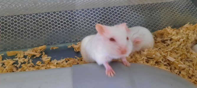 Cute dwarf hamster for sale