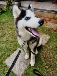 Cute Female Husky for sale - 6 months old
