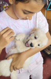 Cute Golden Retriever