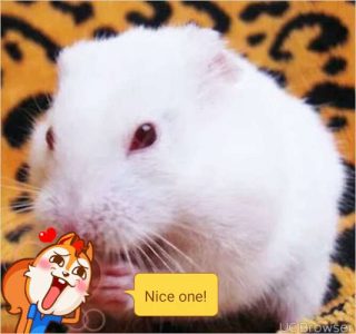 cute Hamster for sell