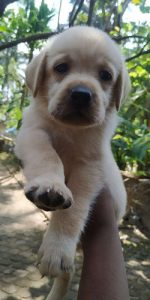 Cute Labrador puppy(48 days)