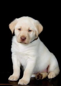 Cute Labrador puppy