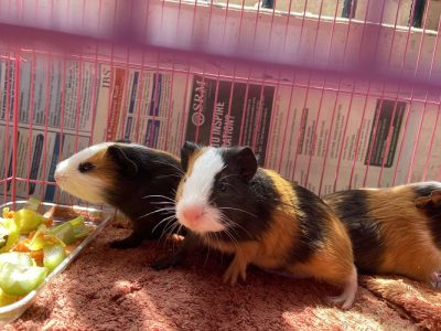 3 cute little Guinea pigs (male and female) with cage 