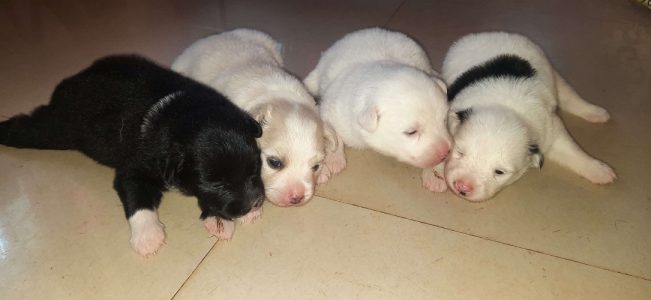 Cute mini pom puppiea available  4 sale very active