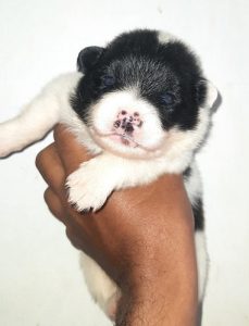 Cute mini pom available  4 sale