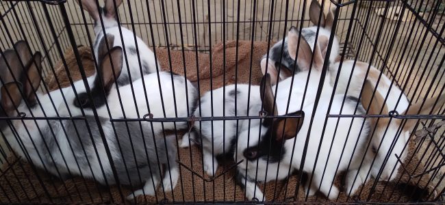 Cute and playfull rabbit baby