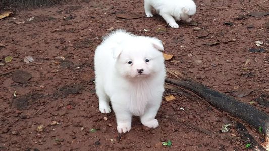 Cute pom puppies 4 sale very active pups