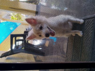 Cute Pomeranian 3 months old