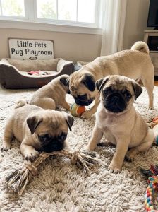 Cute Pug Puppy Behavior, Funny, Playful & Adorable 8800539300