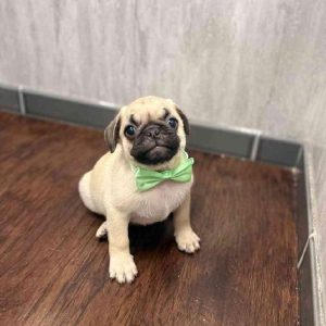 Cute Puppies for Sale in Bangalore – Find Your Perfect Puppy