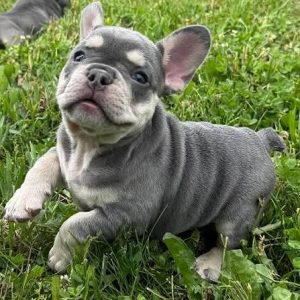 Cute Puppies for Sale – Find Your Perfect Puppy