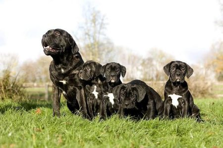 Cute Puppy Cane Corso 8800539300