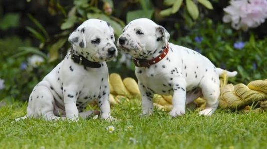 Cute Puppy Dalmatian 8800539300