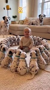 Cute Puppy Dog Dalmatian-A Loyal and Loving Companion 8800539300