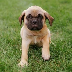 Cute Puppy English Mastiff 8800539300