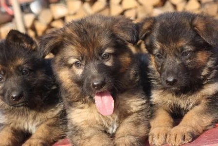 Cute Puppy German Shepherd 8800539300