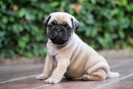 Cute Puppy Pug 8800539300