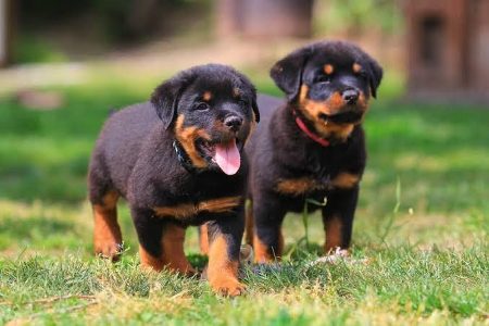 Cute Puppy Rottweiler 8800539300