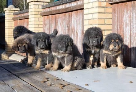 Cute Puppy Tibetan Mastiff 8800539300