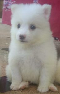 Cute purw white pom puppy  4 sale