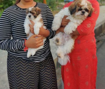 CUTE SHI TZHU PUPPIES FOR SALES