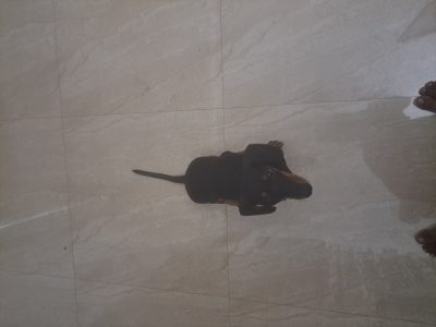 Dachshund Dash
