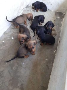 Dachshund (Dash) puppies
