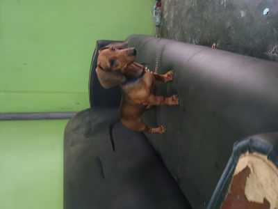 Dachshund for sale