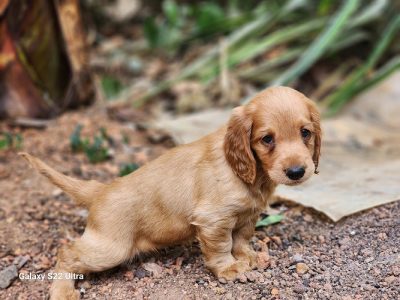 Dachshund puppies for sale in Adoor