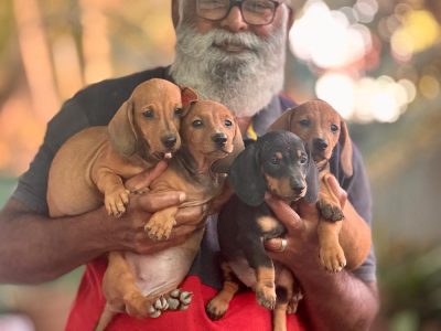 🐾 Dachshund Puppies Available 🐾