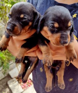 Dachshund Puppies