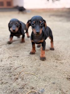 Dachshund puppies