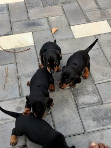 Dachshund Puppies