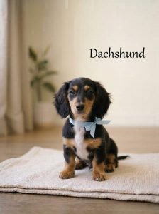 Dachshund Puppy 8800539300