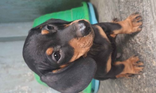 Dachshund puppy