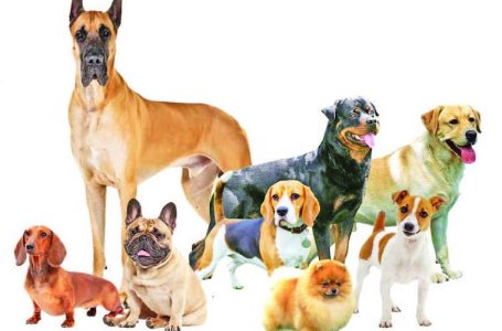 Dachshund Pups Available For Sale Trust Kennel