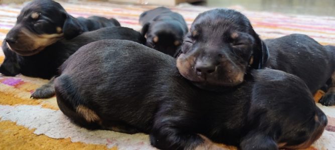 Dachshund pups looking for new homes