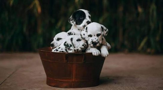 Dalmatian Cute Puppy.....8800539300