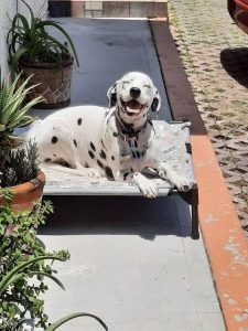 Dalmatian Puppy-Cute, Curious, and Full of Energy 8800539300