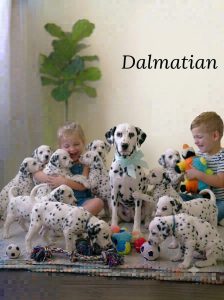 Dalmatian Puppy and Little Dog 8800539300