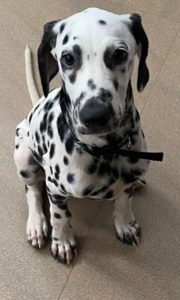 Dalmation male puppy