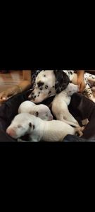 Dalmation puppies