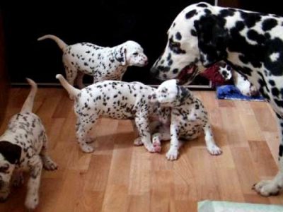 Dalmination puppies