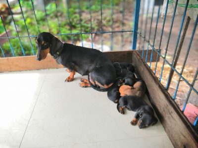 Dasch hound puppies 1.5 monts old