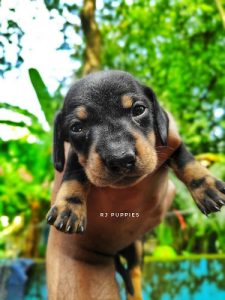 Daschund Puppies for sale